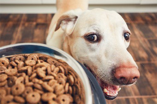 dog feed 1546556-ThinkstockPhotos-914802708